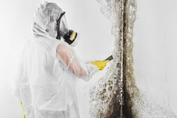Best Industrial Mold Remediation in Norwood Young America, MN
