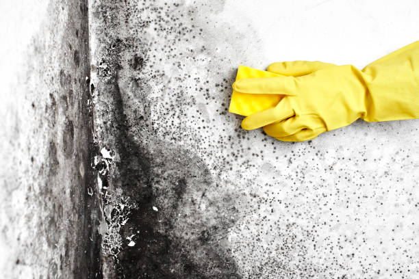 Best Attic Mold Remediation in Norwood Young America, MN