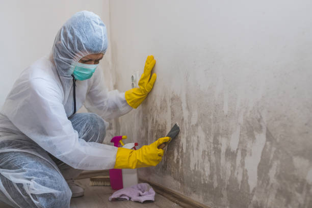 Best Attic Mold Remediation in Norwood Young America, MN