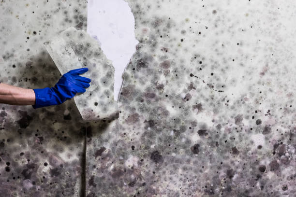 Best Post-Flood Mold Remediation in Norwood Young America, MN