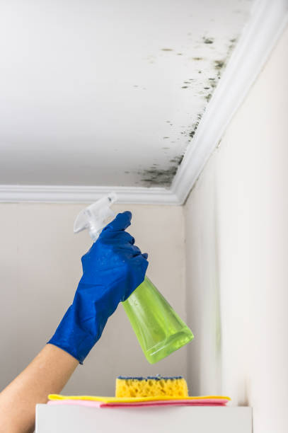 Best Emergency Mold Remediation in Norwood Young America, MN